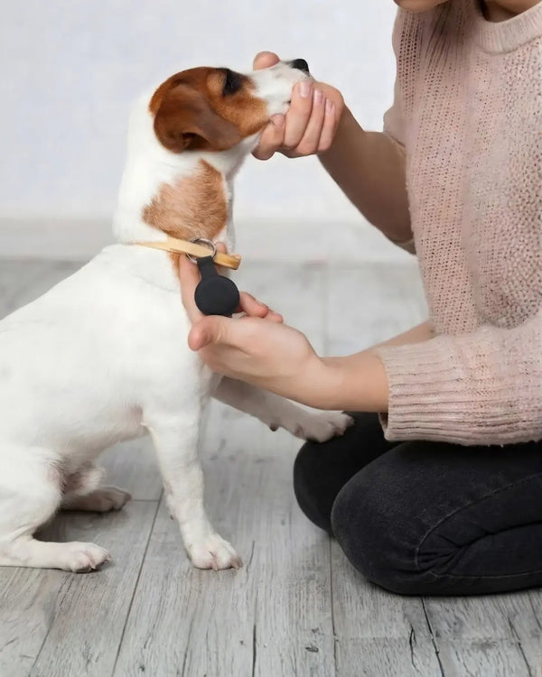 Animais de estimação